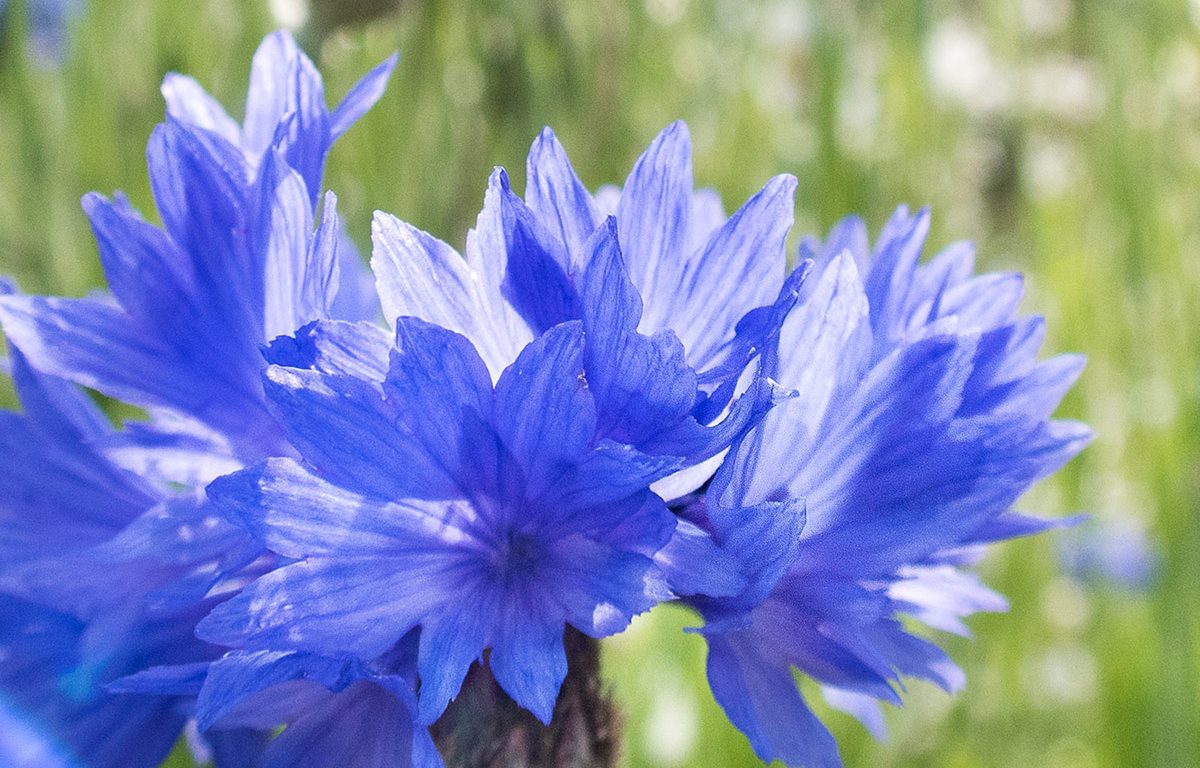 Le Bleuet Une Histoire De Bleu Le Jardin Vivant